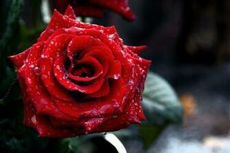 Rose Grave Monument St Barbara Utrecht Dew Drops Red