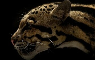 Animal Wildcat Wallpaper
