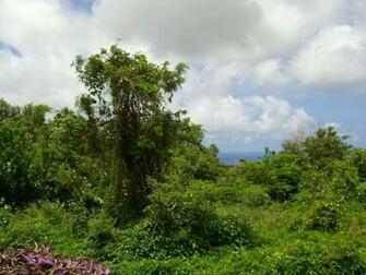 Collections Of Photos And Wallpaper Saint Kitts Nevis