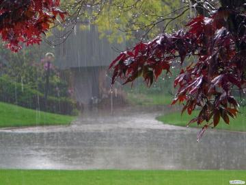 Spring Rain HD Wallpaper Photography