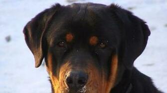 Source Url Wallpapercraft Tag Rottweiler