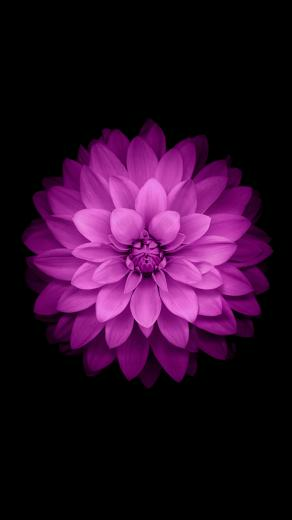 Beautiful Lotus iPhone Wallpaper 123mobilewallpaper