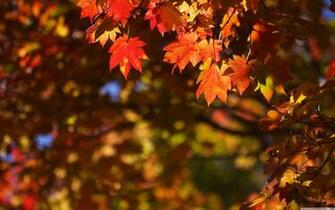 Wallpaper October In Japan Nature Picsfab Desktop