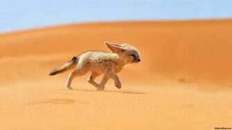 HD Fennec Fox Wallpaper Animals Library