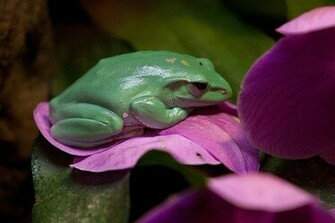 Frog Wallpaper Background