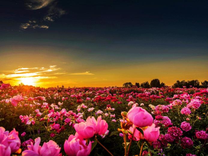 Wallpaper Pink Peonies