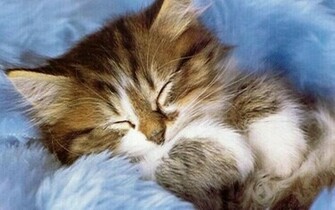 Cute Kitten Kittens Wallpaper