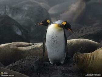 Two Penguins And Walrus Wallpaper Image National