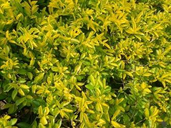 File Green Yellow Leaves Jpeg Able