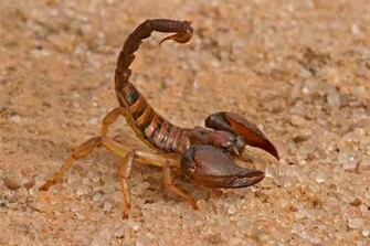 Scorpion Wallpaper