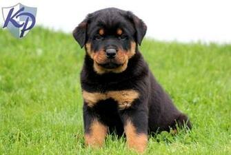 Rottweiler Wallpaper