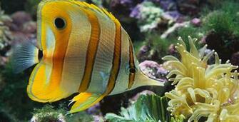 Salt Water Aquarium Ocean Life Deluxe Wallpaper