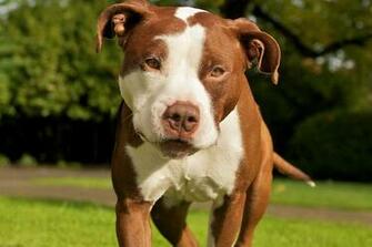American Pit Bull Dog New Desktop Image HD Wallpaper