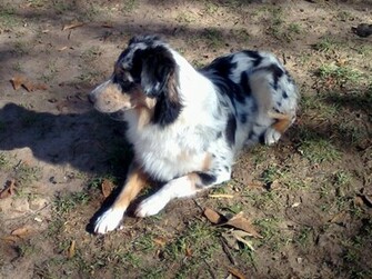 Miniature Australian Shepherd Wallpaper