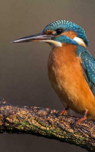 Kingfisher HD Wallpaper For Kindle Fire HDwallpaper Net