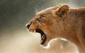 Lion Roar Wallpaper