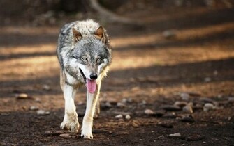 Lone Wolf Wallpaper