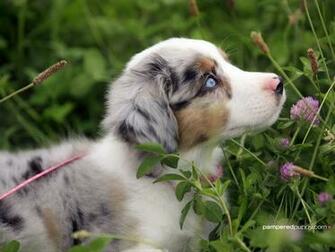 Dogs Mini Australian Shepherd