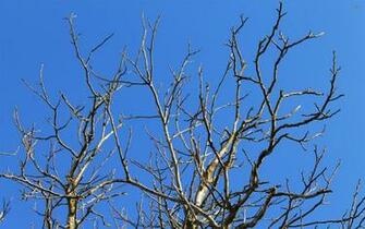 Walnut Tree Branches Wallpaper Nature
