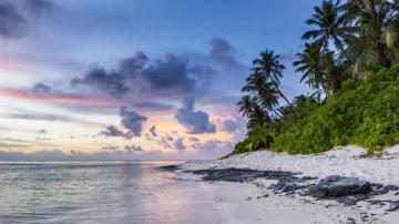 Wallpaper Beach Palms Sand Ocean Widescreen