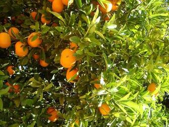 Orange Tree Wallpaper