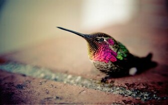 Hummingbird HD Wallpaper Background