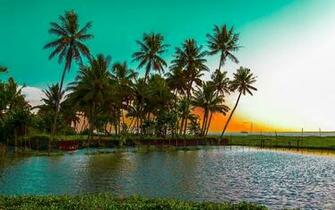 Beautiful Palm Trees Widescreen Wallpaper