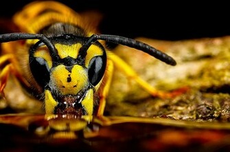 Macro Bee HD Wallpaper Inn