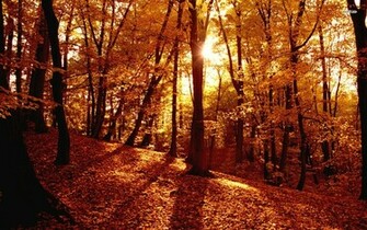 Fall Forest Wallpaper HD Base