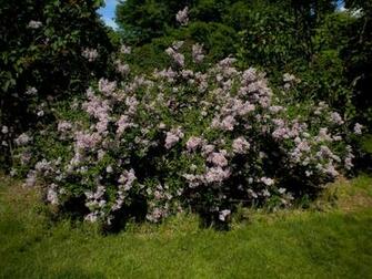 That Was A Lilac Meadow I Love Lilacs And The Smell Is Intoxicating