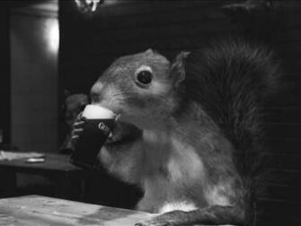 Funny Squirrels Wallpaper For Desktop Animal