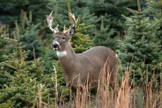 Big Buck Wallpaper
