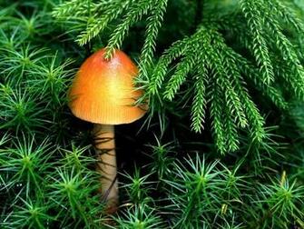 Mushroom Art Wallpaper HD Background