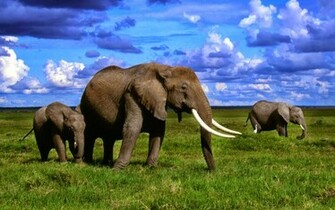 Elephants African