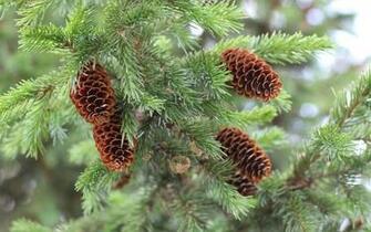 Pine Tree HD Wallpaper Background Image