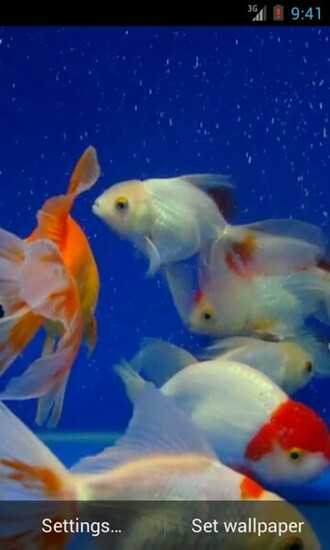 Gold Fish Video Live Wallpaper Android Apps On Google Play