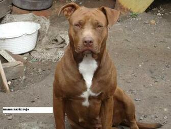 Pitbull Red Nose Female Imgkid The Image Kid
