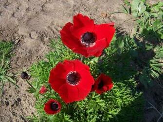 Anemones Wallpaper