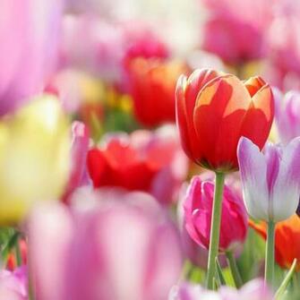 Spring iPhone iPad Wallpaper Crafthubs Gallery
