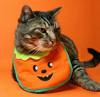 Have Yoo Ever Seened A More Impressiv And Manly Punkin