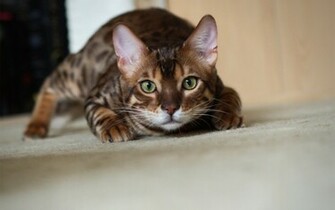 Bengal Cat HD Wallpaper Magic4walls