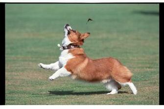 Corgi Pictures Video Corgis Cute Funny Summerdaze