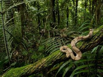 In The Jungle Forest HD Wallpaper Desktop For