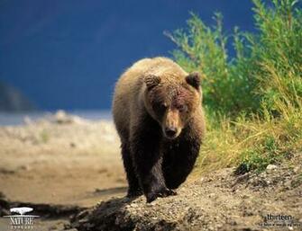 Grizzly Bears Wallpaper