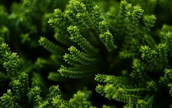 Nature Wallpaper Desktop