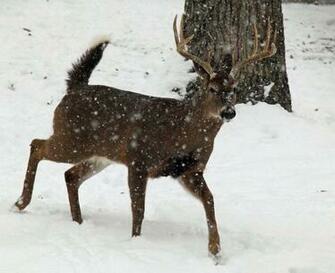 Whitetail Buck Running Snow Wildlife Nature Pictures By