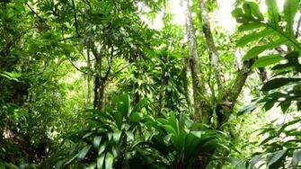 Rain Forest Background