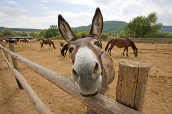 Donkey Wallpaper