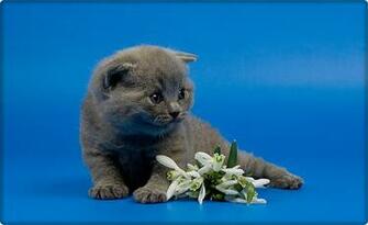 Spring Cat Wallpaper