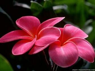 Cool Flower Wallpaper